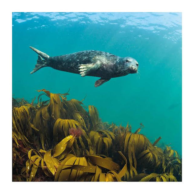 Abacus BBC Wild Isles Grey Seal Swimming Above Kelp Blank Card