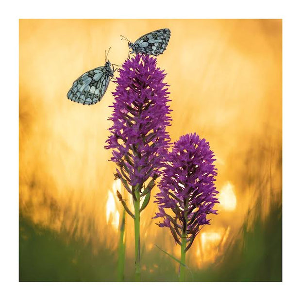 Abacus BBC Wild Isles Marbled White Butterflies on Pyramidal Orchid Blank Card