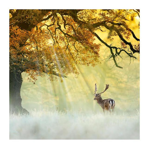 Abacus BBC Wild Isles Fallow Deer at Dawn Blank Card
