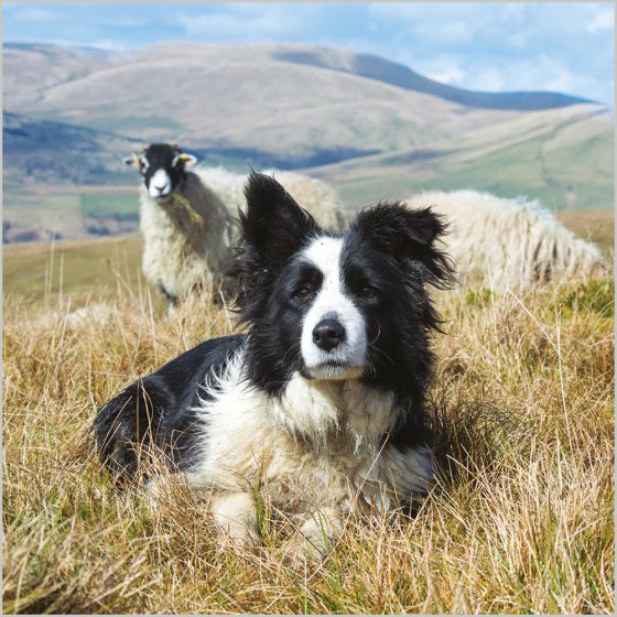 Abacus Blank BBC Countryfile Border Collie and Swaledale Ewes Card