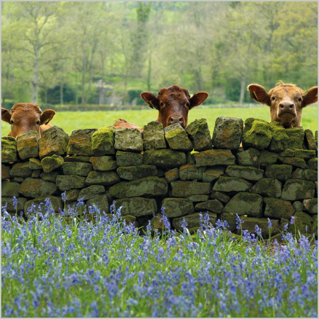 Abacus Blank BBC Countryfile Cattle and Bluebells in Nidderdale Card