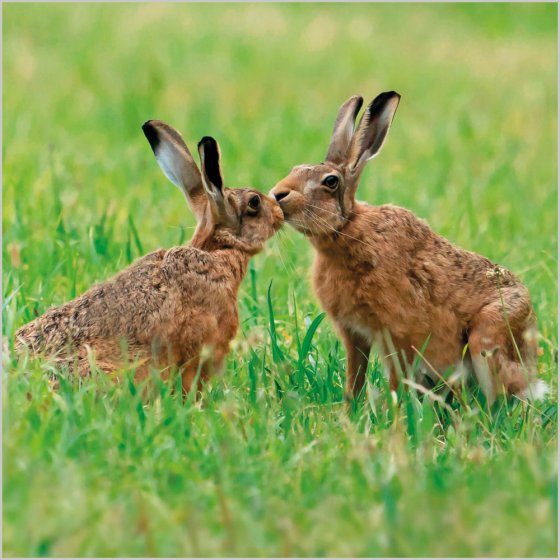 Abacus Blank BBC Springwatch Brown Hares Card
