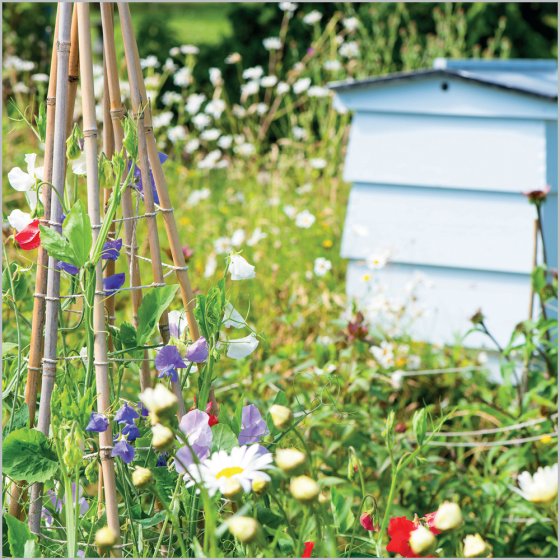 Abacus Blank BBC Gardeners' World Bee-friendly Garden Card