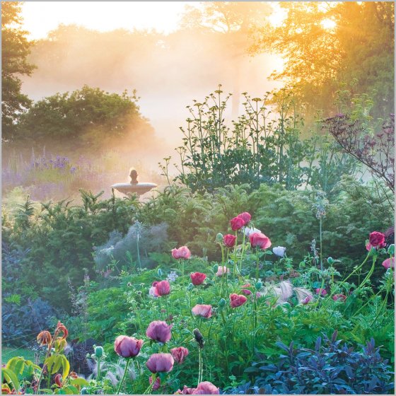 Abacus Blank BBC Gardeners' World Dawn Light at Narborough Hall Gardens, Norfolk Card