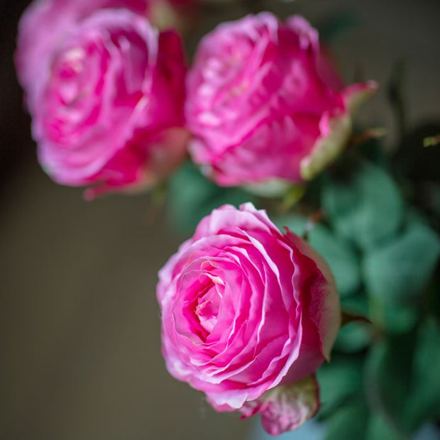 Rose Stem Pink