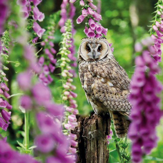 Abacus Blank BBC Springwatch ﻿Longed Eared Owl Card