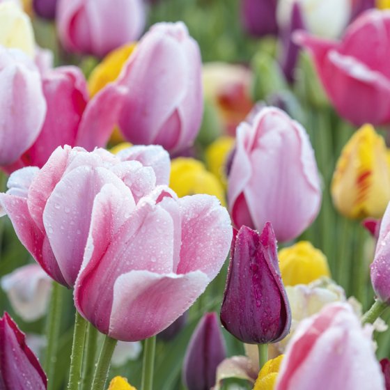 Abacus Blank BBC Gardeners' World Spring Tulips Card