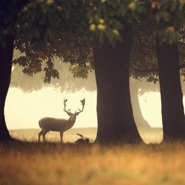 Hallmark Deer Blank Card*