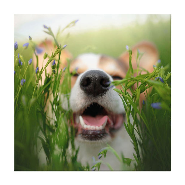 Hallmark Dog Blank Card*