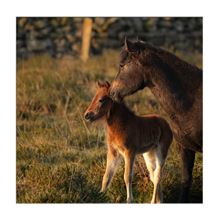 Hallmark Horse Blank Card*