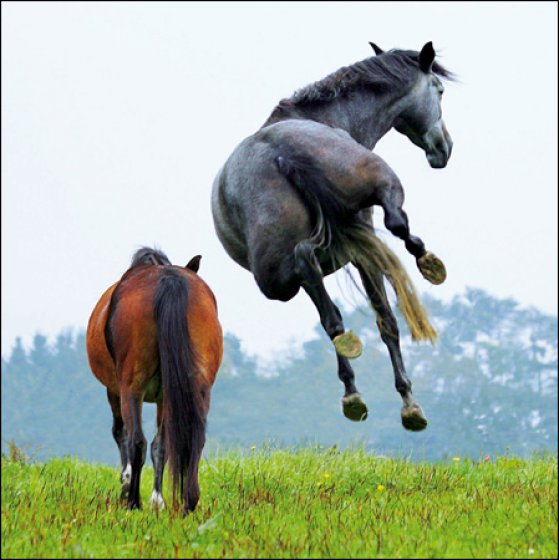Woodmansterne Horsing Around Horse Blank Card