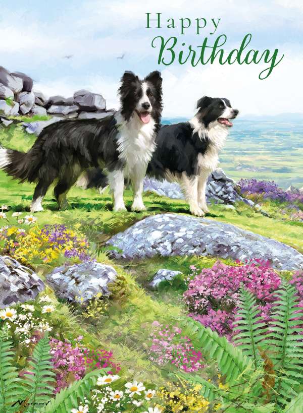 Noel Tatt Border Collie Birthday Card