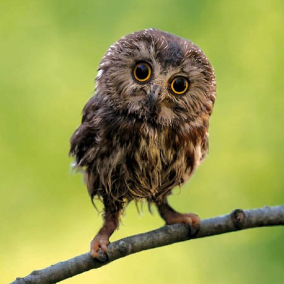 Woodmansterne RSPB Northern Saw-Whet Owl Blank Card
