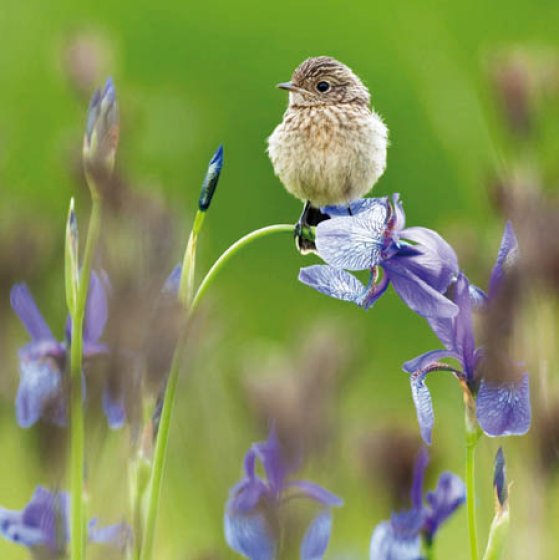 Woodmansterne RSPB Young Stonechat Blank Card