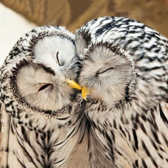 Woodmansterne RSPB Ural Owls Blank Card