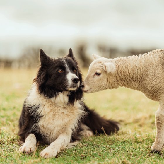 Abacus Blank BBC Countryfile Border Collie and Lamb Card*