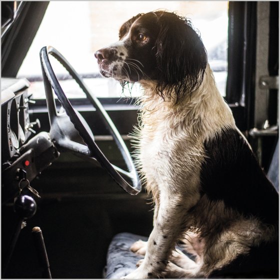Abacus Blank BBC Countryfile Springer Spaniel in a Land Rover Card*
