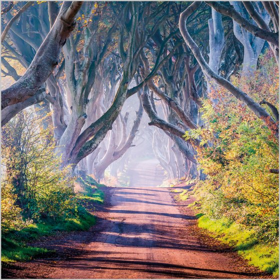 Abacus Blank BBC Countryfile The Dark Hedges, County Antrim Card*