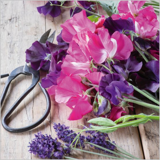 Abacus Blank BBC Gardeners' World Sweet Pea Harvest Card*
