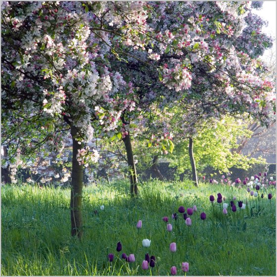 Abacus Blank BBC Gardeners' World Crab Apples and Tulips Card*