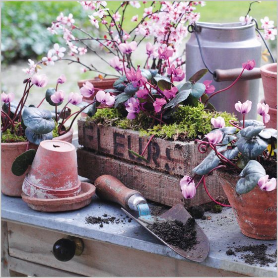 Abacus Blank BBC Gardeners' World Cyclamen Pots Card*