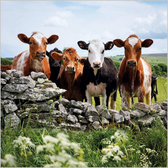 Abacus Blank BBC Countryfile Cows, Foolow, Derbyshire Card*