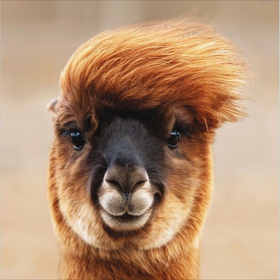 Woodmansterne Funky Llama Blank Card