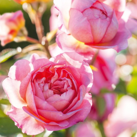 Abacus Blank BBC Gardeners' World English Shrub Rose Card*