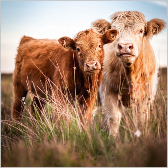 Abacus Blank BBC Countryfile Highland Cow and Calf Card*