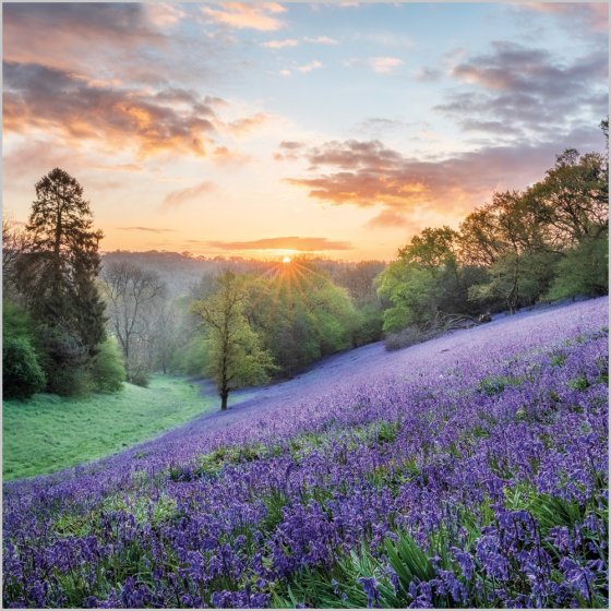 Abacus Blank BBC Countryfile Bluebells, West Dorset Card*