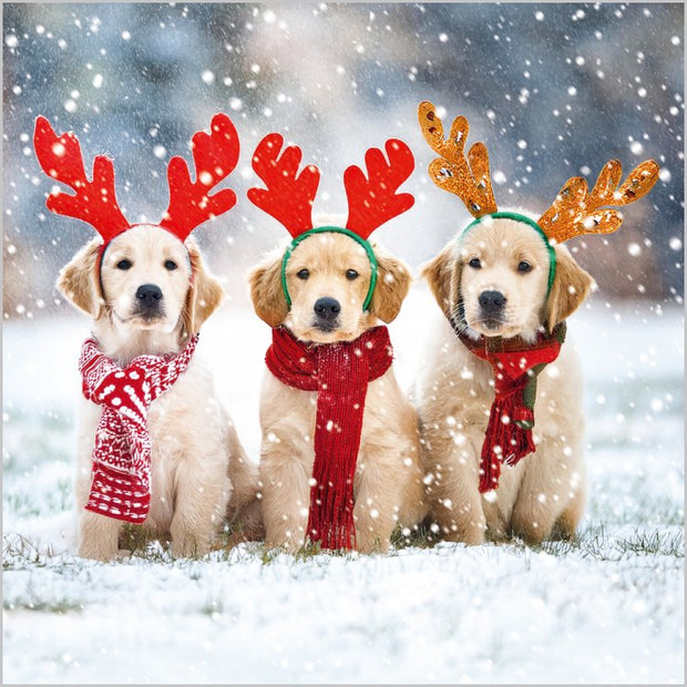 Abacus Festive Dogs Box of 27 Christmas Cards**