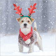 Abacus Festive Dogs Box of 27 Christmas Cards**