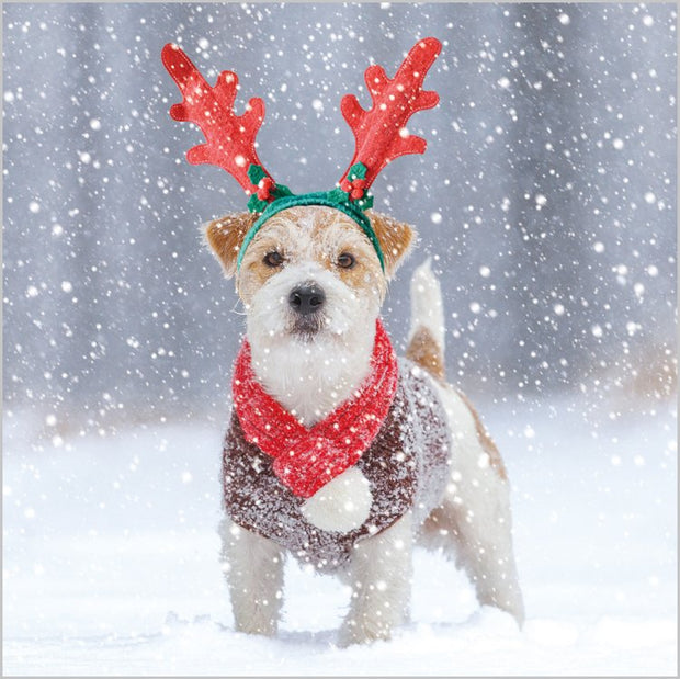 Abacus Festive Dogs Box of 27 Christmas Cards**