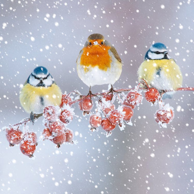 Abacus Snowy Woodland Animals Box of 27 Christmas Cards**