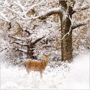 Abacus Snowy Woodland Animals Box of 27 Christmas Cards**