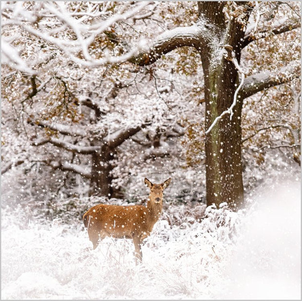 Abacus Snowy Woodland Animals Box of 27 Christmas Cards**