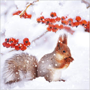 Abacus Snowy Woodland Animals Box of 27 Christmas Cards**