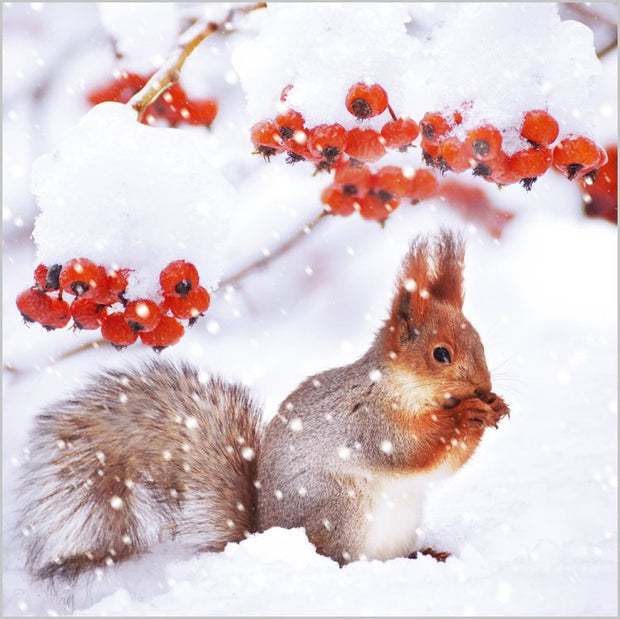 Abacus Snowy Woodland Animals Box of 27 Christmas Cards**