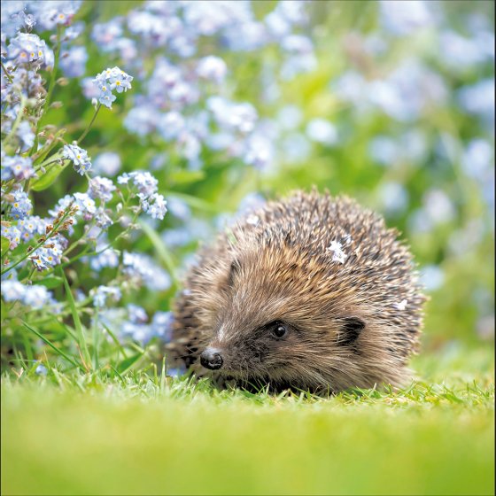 Woodmansterne RSPB Hedgehog Blank Card