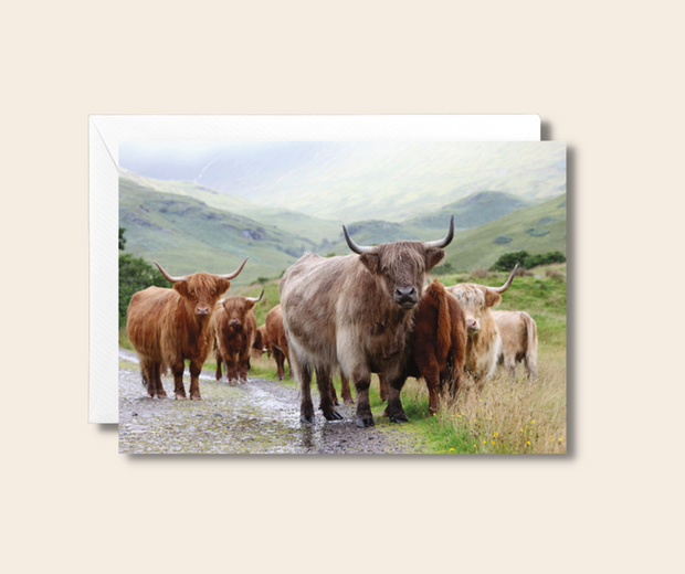 Cachet Highland Cow Blank Card