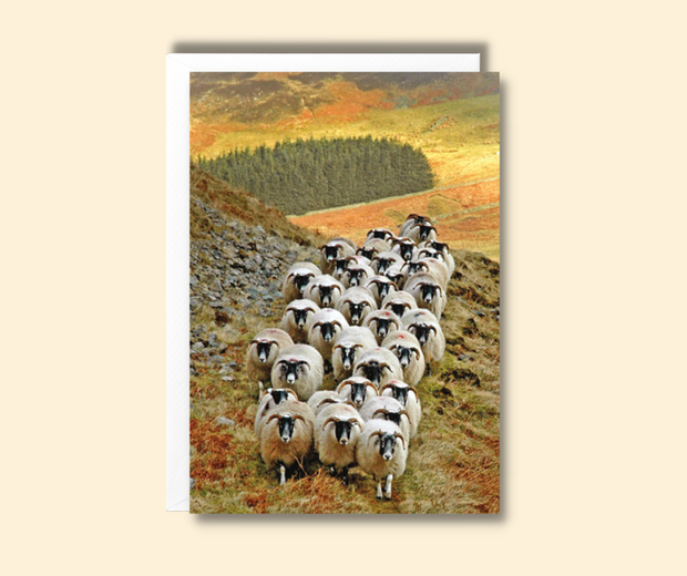 Cachet Blackface Sheep Blank Card