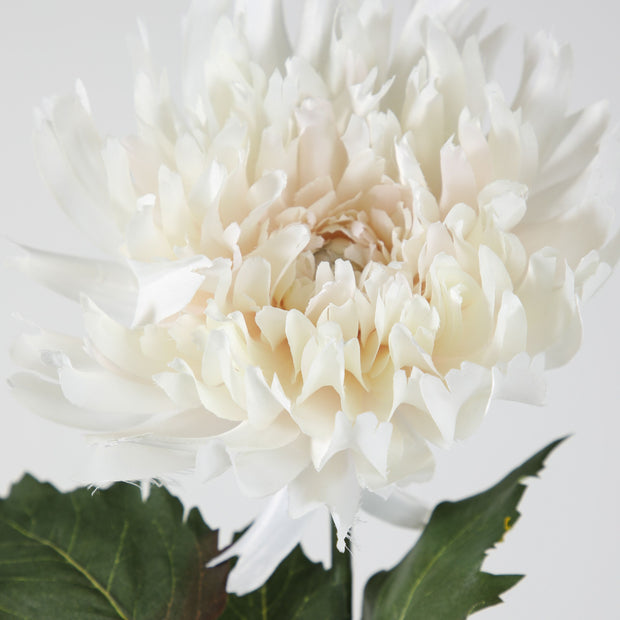 Dahlia Stem White