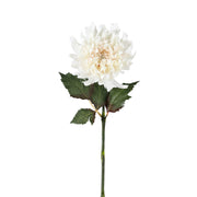 Dahlia Stem White