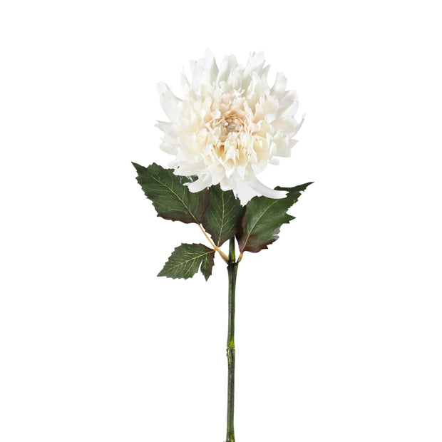 Dahlia Stem White