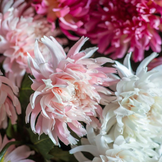 Dahlia Stem White