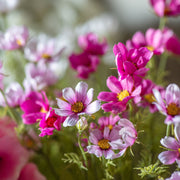 Cosmos Spray Pink