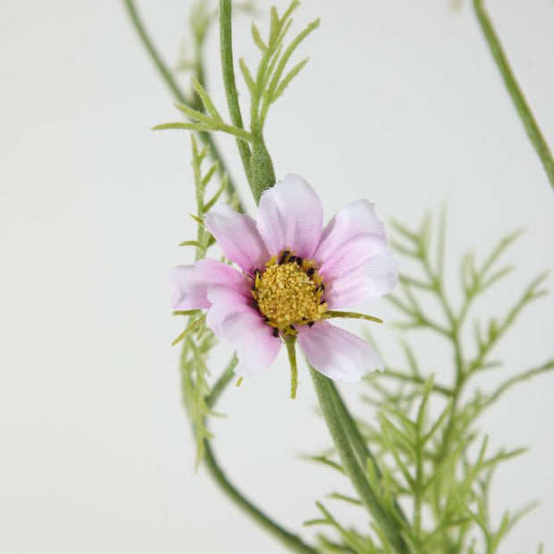 Cosmos Spray Lilac