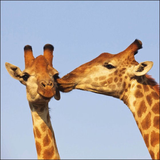 Woodmansterne Giraffe's Kiss Blank Card*