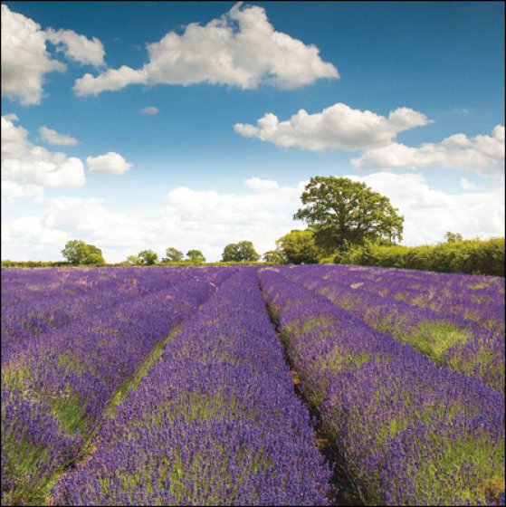 Woodmansterne Country Life Lavender Fields Blank Card